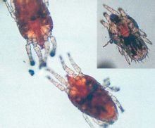 細須蟎科 細須蟎科