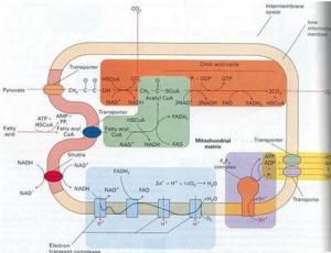 電子傳遞鏈 電子傳遞鏈