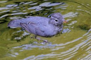 美洲河烏 美洲河烏