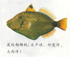 月腋光鰓魚 月腋光鰓魚