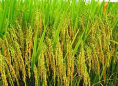 博II優312 博II優312