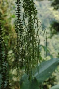 耳唇蘭屬 耳唇蘭屬