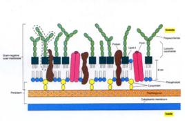 革蘭氏陰性菌 革蘭氏陰性菌