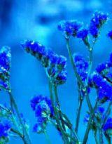 星辰花,很美 星辰花,很美