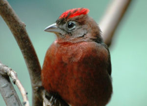 紅冠雀指名亞種 紅冠雀指名亞種