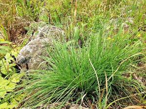 野蔥[百合目百合科植物]