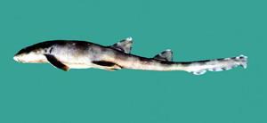 印度狗鮫 印度狗鮫