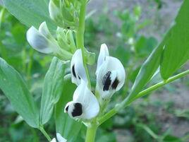 蠶豆花[蠶豆花]
