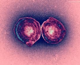 白血病病毒 白血病病毒