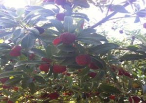 台州仙居林氏楊梅採摘