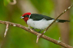紅頂雀委內瑞拉亞種 紅頂雀委內瑞拉亞種
