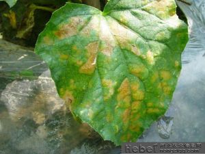 黃瓜病害 黃瓜病害