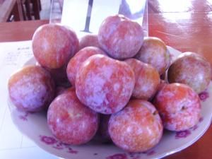 信宜三華李 信宜三華李