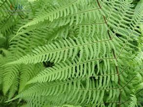 密毛紫柄蕨 密毛紫柄蕨