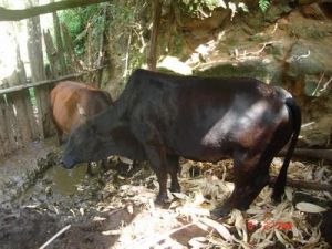 亞口自然村大力發展畜牧業