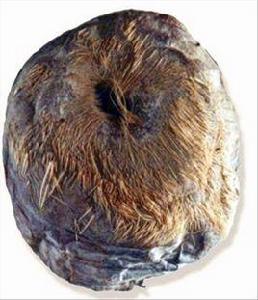 毛殼麝香 毛殼麝香