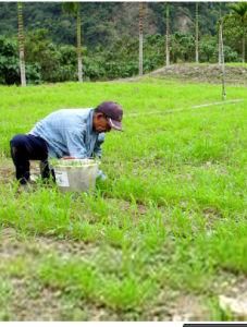 小農經濟 小農經濟