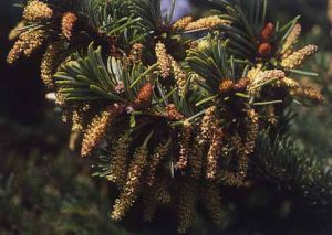 台灣冷杉 台灣冷杉