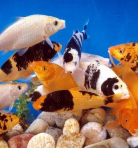 甌江彩鯉 甌江彩鯉