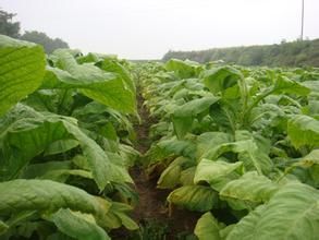 豫煙三號 豫煙三號