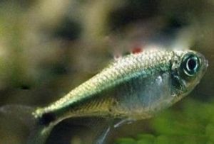 水銀燈魚 水銀燈魚