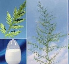 青蒿提取物 青蒿提取物