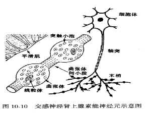 交感神經鏈綜合徵
