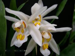 狹瓣貝母蘭 狹瓣貝母蘭