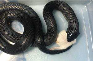 墨西哥黑色王蛇 墨西哥黑色王蛇