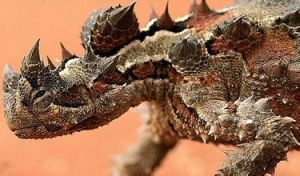 台灣攀蜥 台灣攀蜥