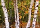 白樺[樹種]
