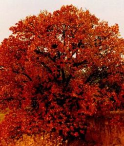 亞爾奇曼紅樹 亞爾奇曼紅樹