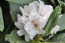 烏蒙寬葉杜鵑 烏蒙寬葉杜鵑