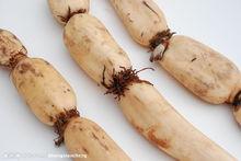 藕[睡蓮科植物的根莖]