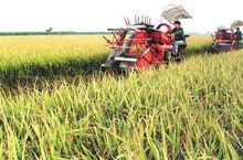 沫河口鎮的稻田