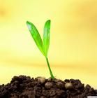 植物生長物質 植物生長物質