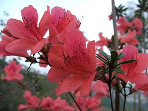 巴朗杜鵑 巴朗杜鵑