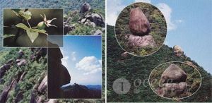 廣東象頭山自然保護區 廣東象頭山自然保護區