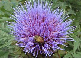 菜薊[菊科菜薊屬植物]