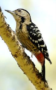 紋腹啄木鳥 紋腹啄木鳥