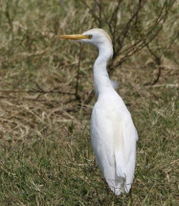 牛背鷺指名亞種 牛背鷺指名亞種