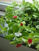 牡丹吊蘭 牡丹吊蘭