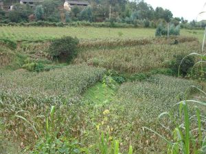 趙丫口村自然資源-山地