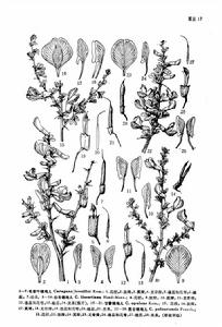 毛掌葉錦雞兒 毛掌葉錦雞兒