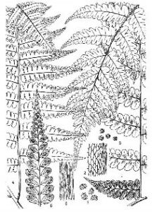 金佛山短腸蕨 金佛山短腸蕨