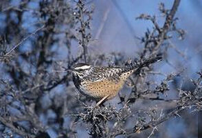 曲嘴鷦鷯屬 曲嘴鷦鷯屬