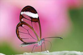 玻璃蝴蝶 玻璃蝴蝶