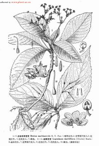 多脈短筒苣苔 多脈短筒苣苔