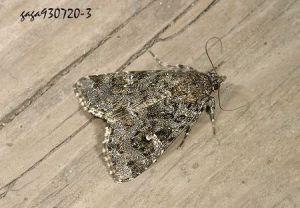 散紋櫻蛤 散紋櫻蛤