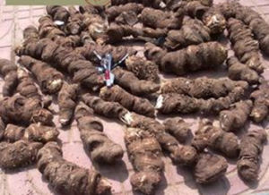 海南重樓 海南重樓